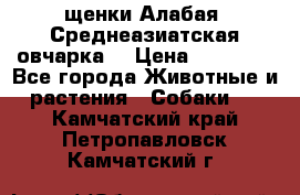 щенки Алабая (Среднеазиатская овчарка) › Цена ­ 15 000 - Все города Животные и растения » Собаки   . Камчатский край,Петропавловск-Камчатский г.